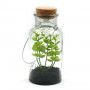 Plante Verte de décoration dans pot en verre avec LED