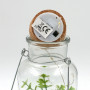 Plante Grasse de décoration dans pot en verre avec LED