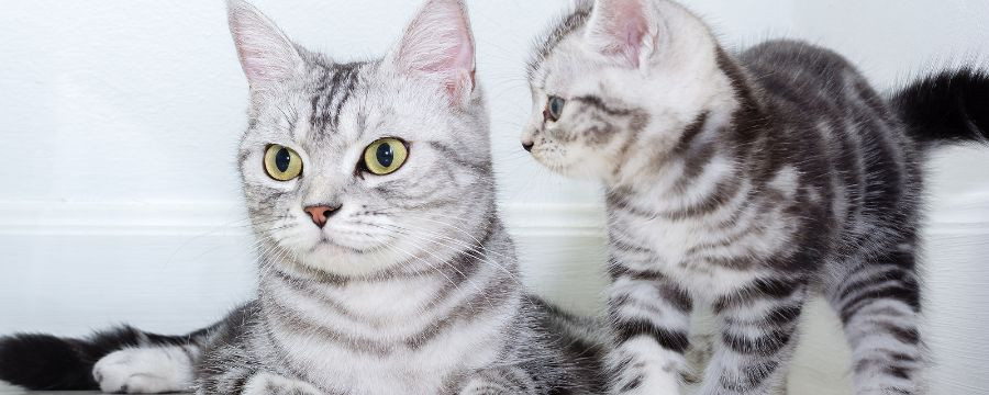Vaisselle "Kid Cat" collection avec une famille de Chats
