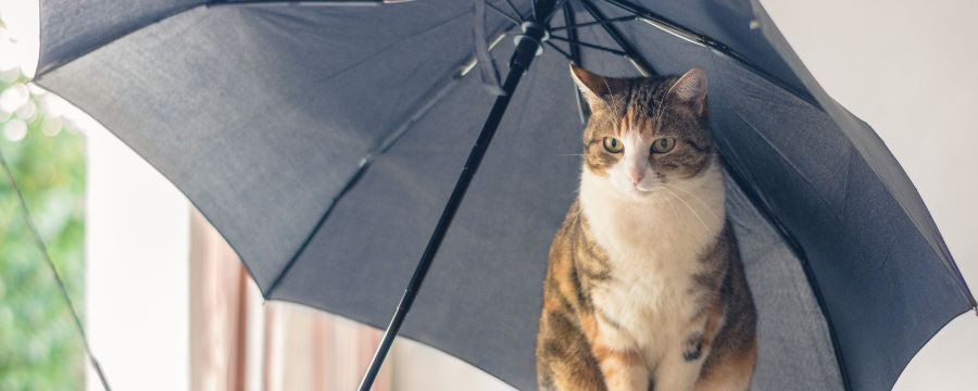 Vaisselle "Umbrella" collection avec des Chats sous la pluie